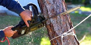 Best Lawn Maintenance Plans  in Garrison, TX