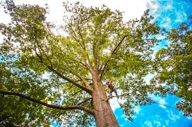 Trusted Garrison, TX Tree Services Experts