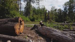 Best Hazardous Tree Removal  in Garrison, TX