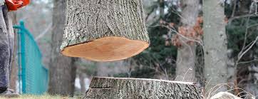 Best Tree Maintenance Programs  in Garrison, TX
