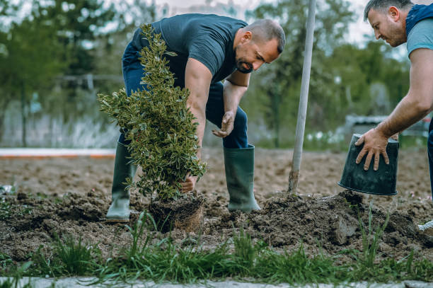 Best Hedge Trimming  in Garrison, TX