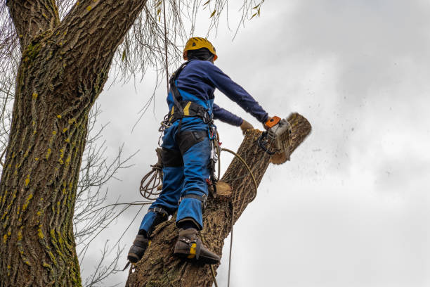 Best Tree Cabling and Bracing  in Garrison, TX