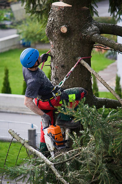 Best Storm Damage Tree Cleanup  in Garrison, TX