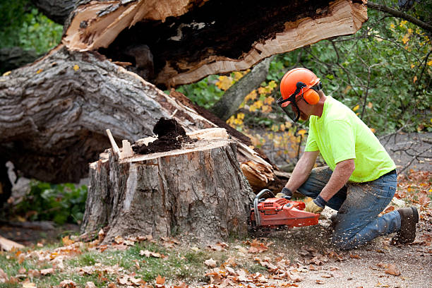 Best Leaf Removal  in Garrison, TX